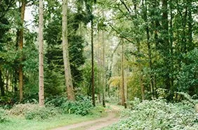 Shamley Green Woodland Burials natural burial ground used by Brunskill Family Funerals