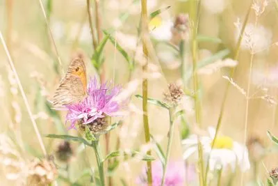 Woodland natural burial ground used by Brunskill Family Funerals in Surrey